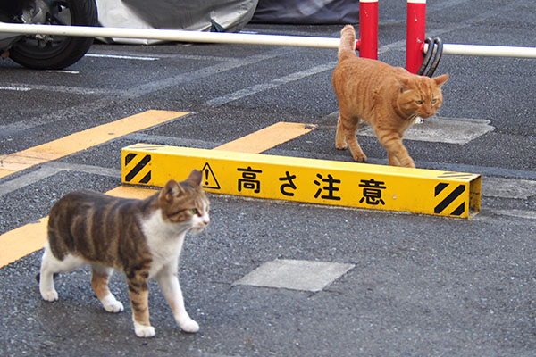 トトとネオン　ツーショ