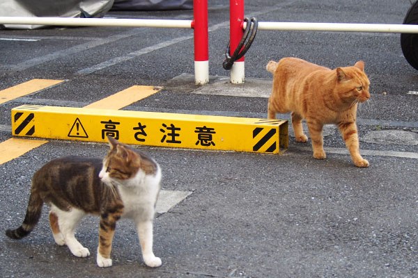 ネオン警備でトト歩く