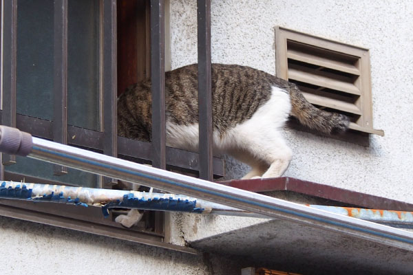 コーちゃん　窓から１