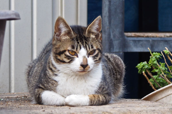 香箱組み重鎮ぶり　ホット