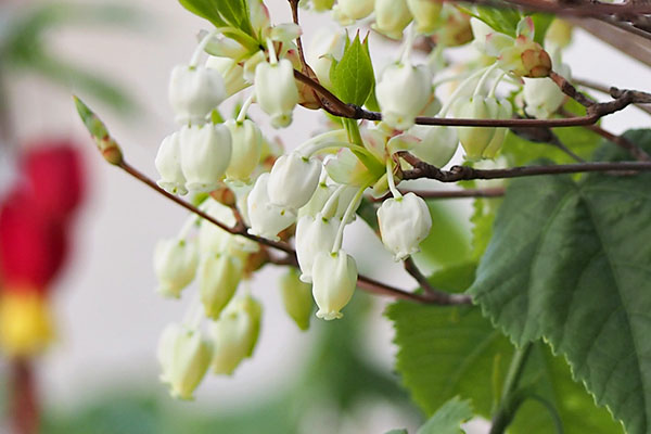 doudan tutsuji azarea flower white