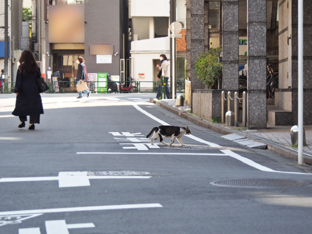 ombre cross the road