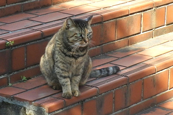 サキ　階段の途中動かないのでズーム