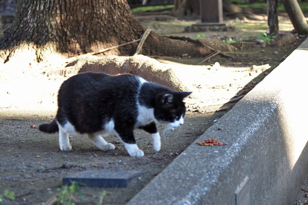 ポチ　カリカリ確認