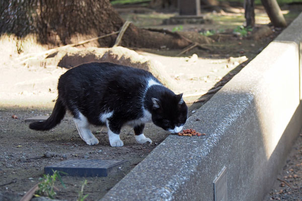 ポチ　食べる