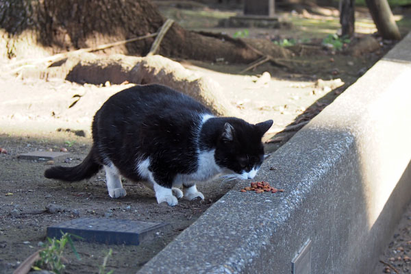 ポチ　食べる２