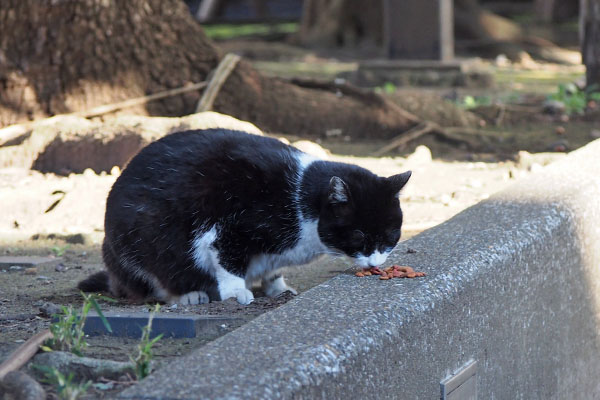 ポチ　食べる３