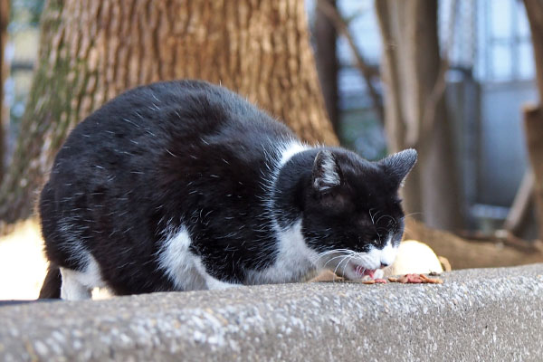 ポチ　食べる　接近