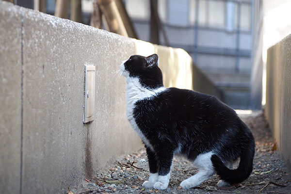 ポチ　跳ぶ寸前