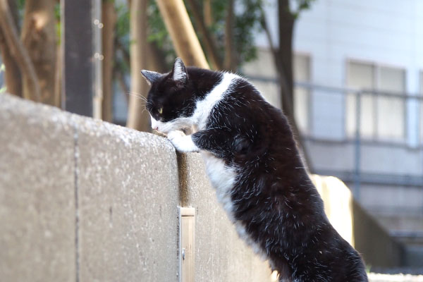 Pochi stand and sniffing