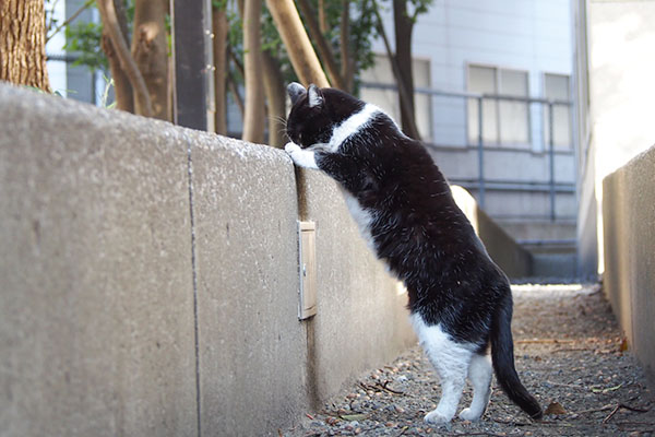 ポチ　立ったままくんかくんか