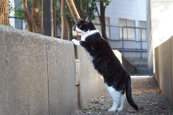 ポチ　遠くを見て