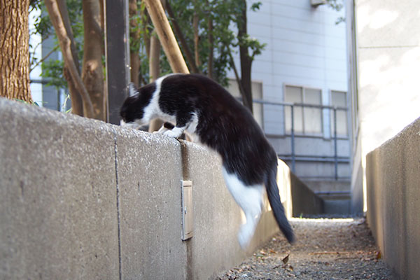 ポチ　やっと上へ