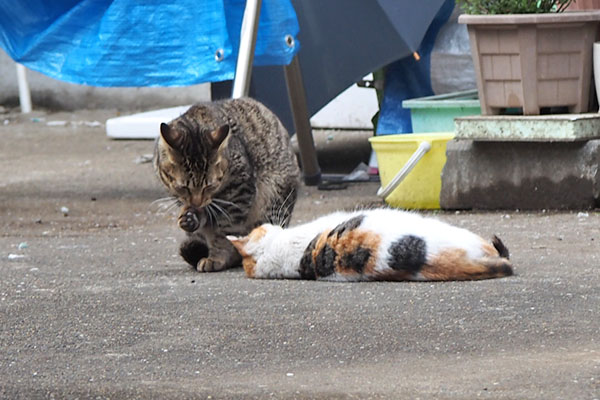 シロミとこい太　くねくね