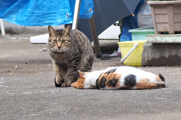 シロミとこい太　こっち見る