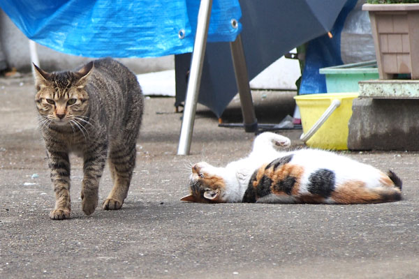 シロミとこい太　見つめる