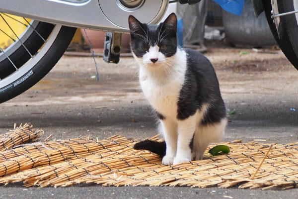 右端にチョモ　すだれ上