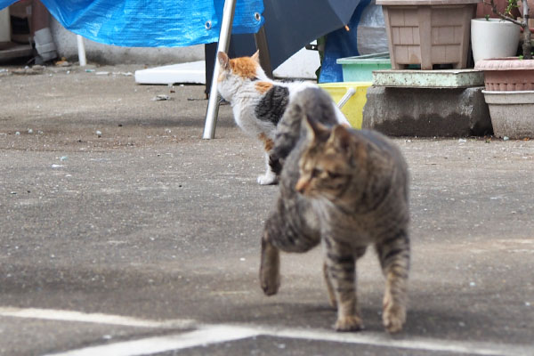 こい太来る　シロミ座る