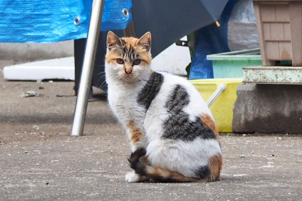 シロミは人間を見てた