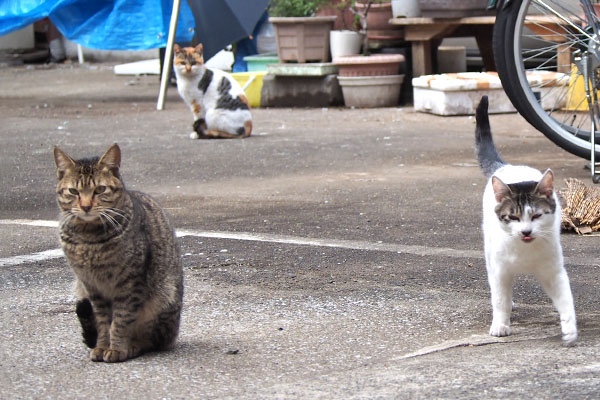 シロミこい太アイスしっぽ２