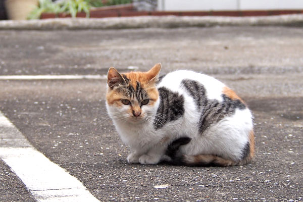 シロミ　こい太を見てた