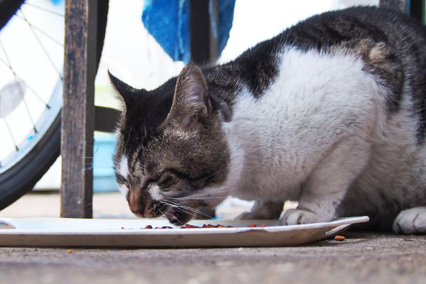 オンブレ　食べる