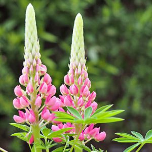 flower pink lupinus