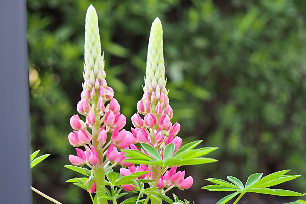 flower pink lupinus