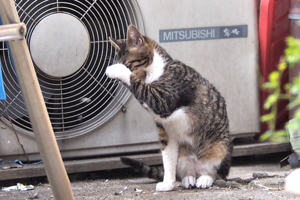 ホット　顔を洗う１