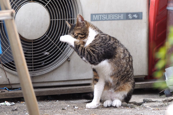 ホット　顔を洗う４