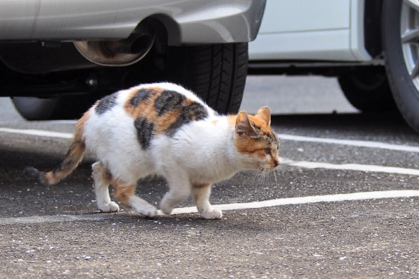 シロミ　とことこ