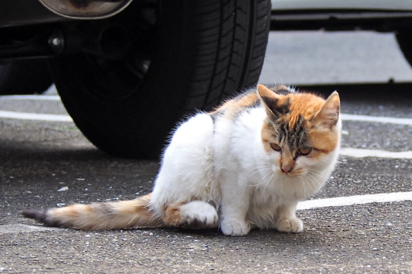 シロミ　止まってあんよあげそう