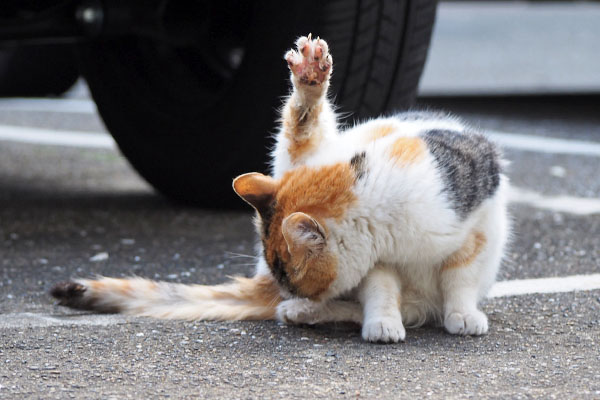 シロミ　あんよパー