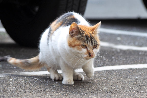 シロミ　終わったと見せ掛けて