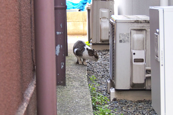 脇にコーちゃんママ