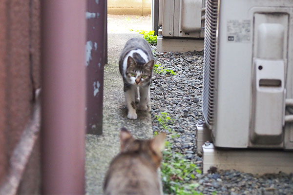 コーちゃんとらい太