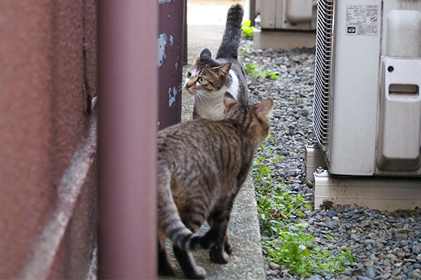 コーちゃんとらい太２