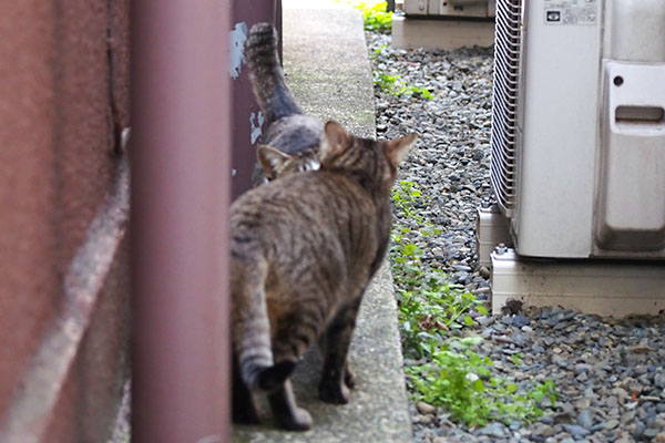 コーちゃんとらい太３