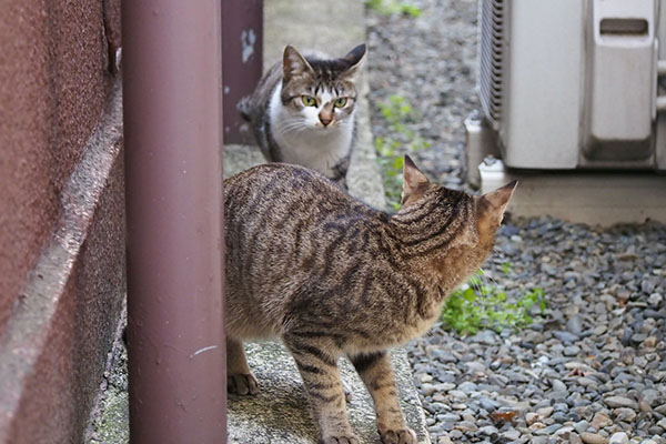 コーちゃんとらい太４