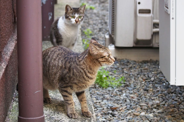 コーちゃんとらい太５