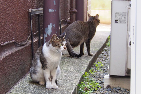 コーちゃんとらい太６