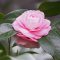 flower camellia pink