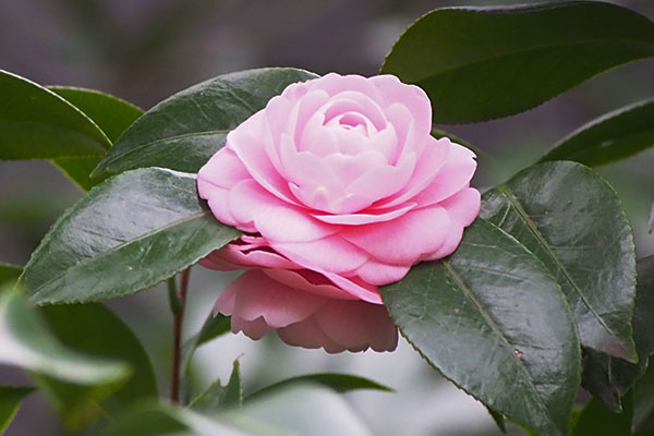 flower camellia pink