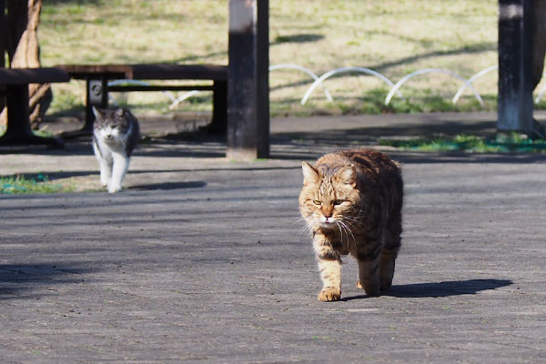 クラタンとタンタル来る２