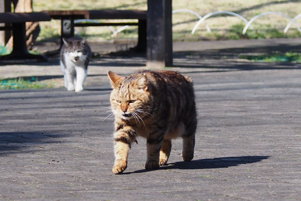 クラタンとタンタル来る３