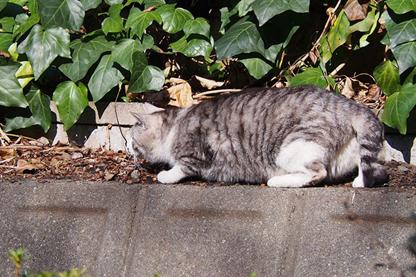 クロム　狩りの真っ最中