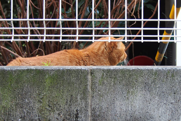 トト　何かを見てる