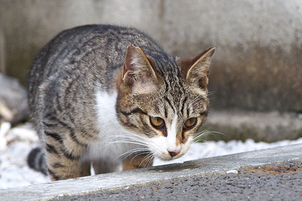 ママの食べた後ライン