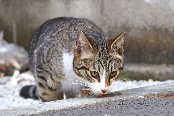 ママの食べた後ライン　ぺろ