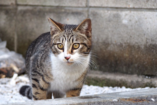 何か見てる　ライン